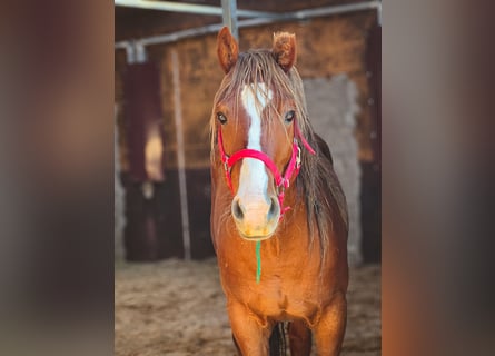 Mustang (amerikansk), Valack, 7 år, 150 cm, fux