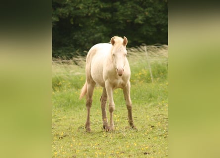 Mustang (canadees), Hengst, 1 Jaar, 150 cm, Palomino