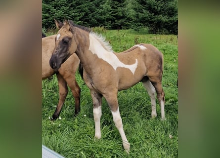 Mustang (canadees), Hengst, veulen (06/2023), 150 cm, Gevlekt-paard