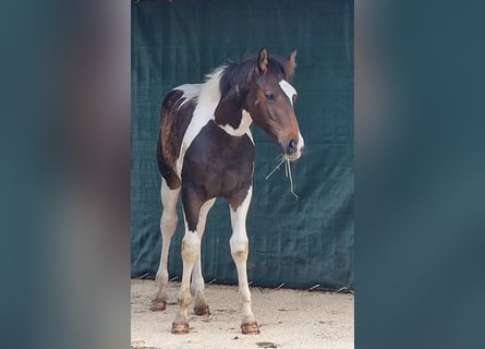 Mustang (canadees), Hengst, veulen (03/2024), 155 cm, Tobiano-alle-kleuren