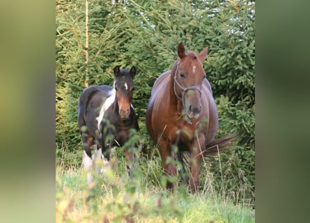 Mustang (canadees), Merrie, 12 Jaar, 153 cm, Donkere-vos