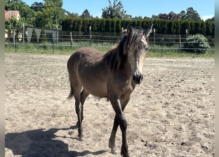 Mustang (canadees) Mix, Merrie, 1 Jaar, 155 cm, Buckskin