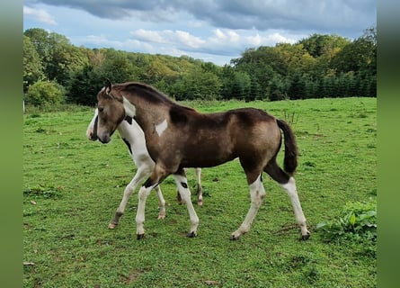 Mustang (canadees), Merrie, veulen (05/2023), 153 cm, Gevlekt-paard