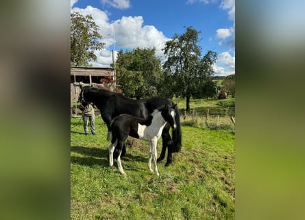 Mustang (canadees), Merrie, , 155 cm, Gevlekt-paard