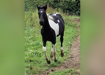 Mustang (canadese), Giumenta, 1 Anno, 155 cm, Tobiano-tutti i colori