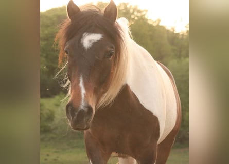 Mustang (canadian), Mare, 2 years, 15.1 hh, Tobiano-all-colors