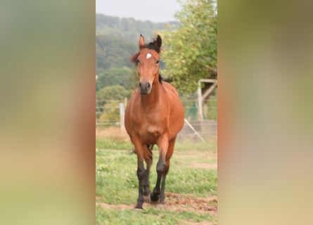 Mustang (canadian), Mare, 3 years, 15.1 hh, Brown