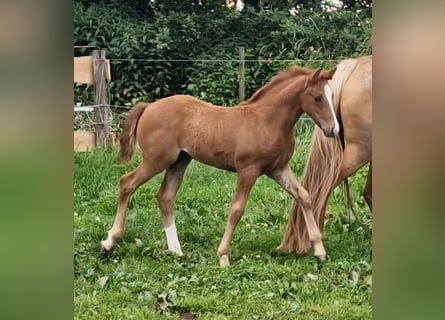 Mustang (kanadisch), Stute, Fohlen (04/2024), 15,1 hh, Fuchs