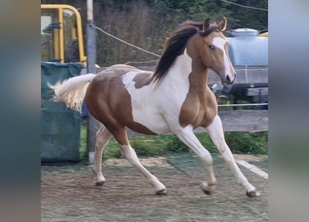 Mustang (canadien), Étalon, 3 Ans, 156 cm, Tobiano-toutes couleurs