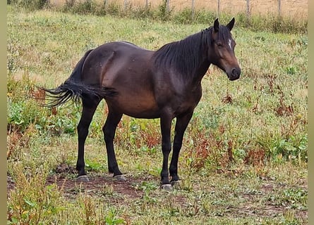 Mustang (canadien), Jument, 7 Ans, 157 cm, Bai brun foncé