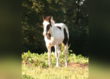 Mustang (canadien), Jument, Poulain (06/2023), 154 cm, Pinto
