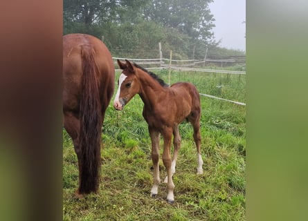 Mustang (kanadensisk), Hingst, Föl (08/2023), 156 cm, Brun