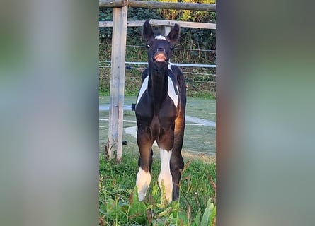 Mustang (kanadensisk), Sto, Föl (08/2023), 155 cm, Tobiano-skäck-alla-färger