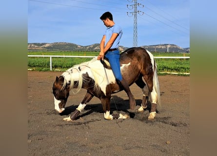 Mustang (kanadisch) Mix, Hengst, 7 Jahre, 158 cm, Schecke