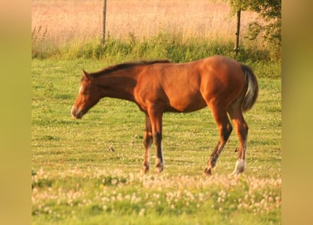 Mustang (kanadisch), Hengst, Fohlen (03/2024), 156 cm, Brauner