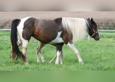 Mustang (kanadisch), Stute, 12 Jahre, 147 cm, Tobiano-alle-Farben