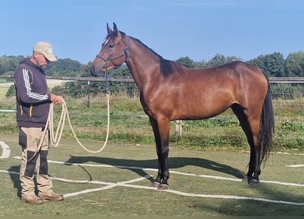 Mustang (kanadisch), Stute, 3 Jahre, 157 cm, Brauner