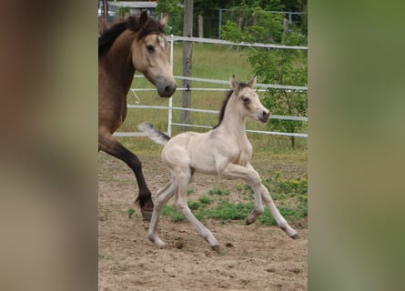 Mustang (kanadisch), Stute, Fohlen (05/2023), 150 cm, Buckskin