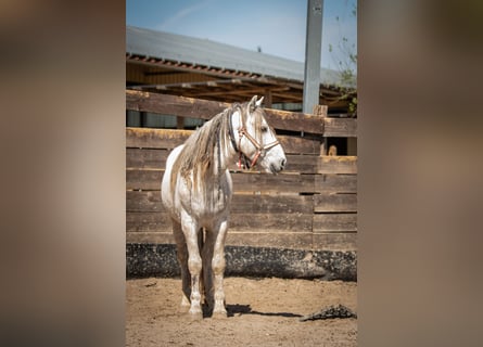 Mustang (american), Gelding, 10 years, 14 hh, Grey