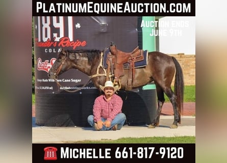 Mustang (american), Gelding, 11 years, 14 hh, Grullo