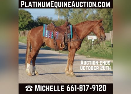 Mustang (american), Gelding, 11 years, 15,1 hh, Sorrel