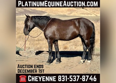 Mustang (american), Gelding, 12 years, 14,2 hh, Black