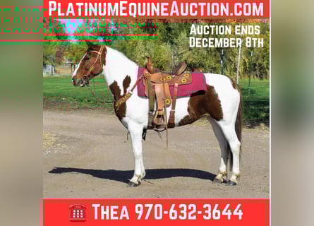 Mustang (american), Gelding, 12 years, 15 hh, Chestnut