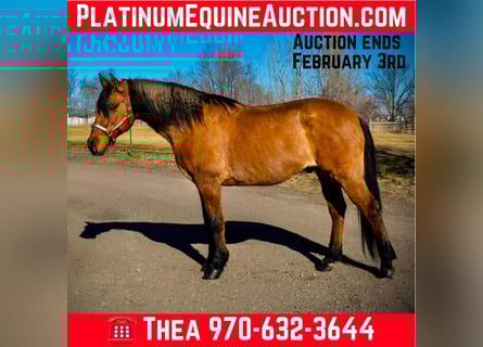 Mustang (american), Gelding, 13 years, 15.2 hh, Dun