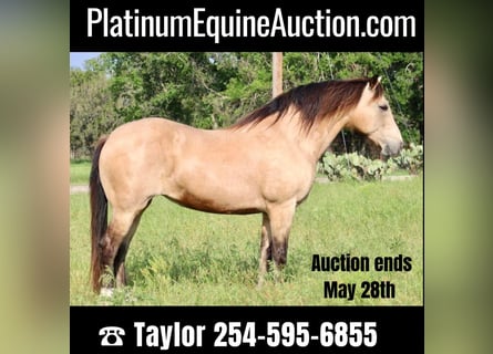 Mustang (american), Gelding, 14 years, 14.3 hh, Buckskin