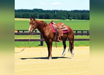 Mustang (american), Gelding, 14 years, 14 hh, Sorrel