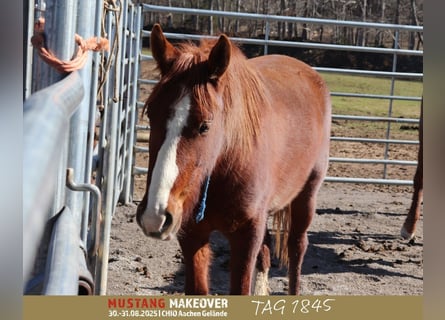 Mustang (american), Gelding, 3 years, 14.2 hh, Chestnut-Red