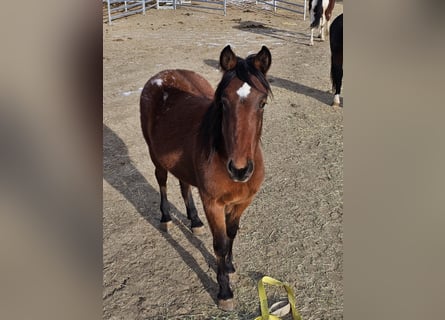 Mustang (american), Gelding, 3 years, 14.3 hh, Leopard-Piebald
