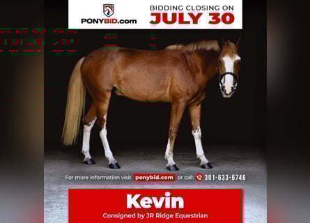 Mustang (american), Gelding, 4 years, 13,3 hh, Sorrel