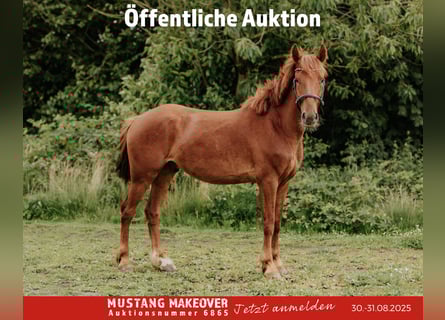 Mustang (american), Gelding, 4 years, 14,2 hh, Chestnut-Red