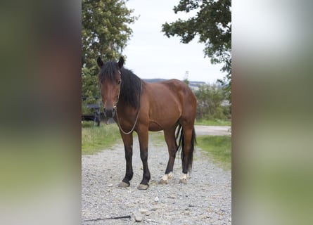 Mustang (american), Gelding, 5 years, 14.1 hh, Brown