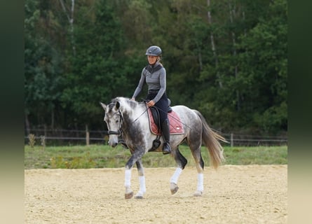 Mustang (american), Gelding, 5 years, 14.2 hh, Pinto