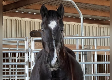 Mustang (american), Gelding, 5 years, 14,1 hh, Black