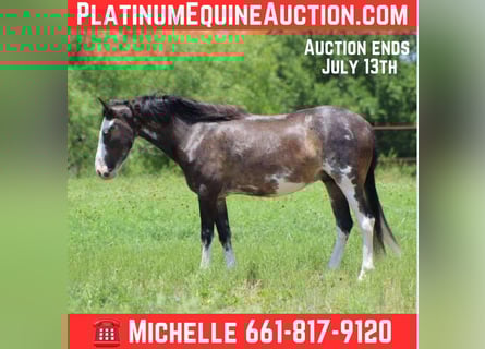 Mustang (american), Gelding, 5 years, 14,1 hh, Black