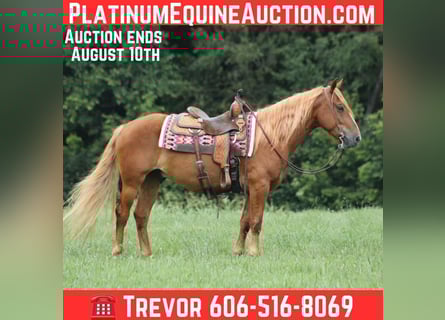 Mustang (american), Gelding, 5 years, 15 hh, Chestnut