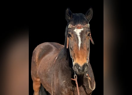 Mustang (american), Gelding, 6 years, 14 hh, Bay