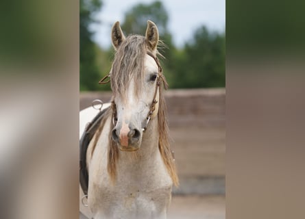 Mustang (american), Gelding, 6 years, 14 hh, Grey