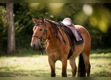 Mustang (american), Gelding, 7 years, 14.1 hh, Brown