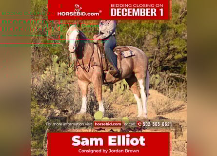 Mustang (american), Gelding, 7 years, 14.3 hh, Roan-Red