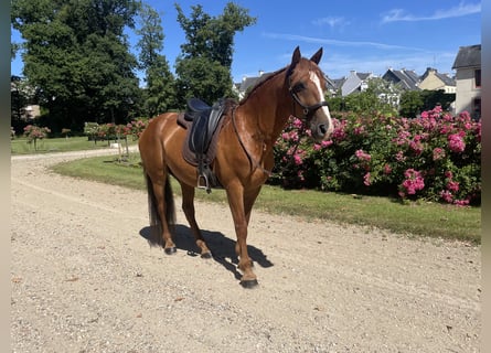 Mustang (american), Gelding, 7 years, 14 hh, Chestnut-Red