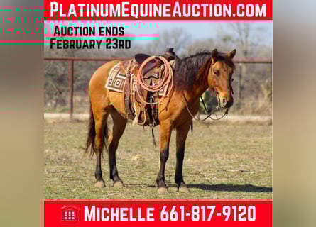 Mustang (american), Gelding, 7 years, 14 hh, Dun