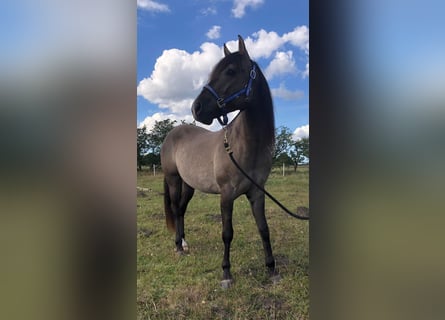 Mustang (american), Gelding, 7 years, 15.2 hh, Grullo