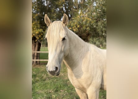 Mustang (american), Gelding, 9 years, 14.2 hh, Palomino