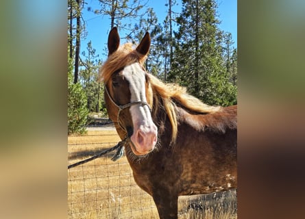 Mustang (american), Gelding, 9 years, 16.2 hh, Chestnut-Red