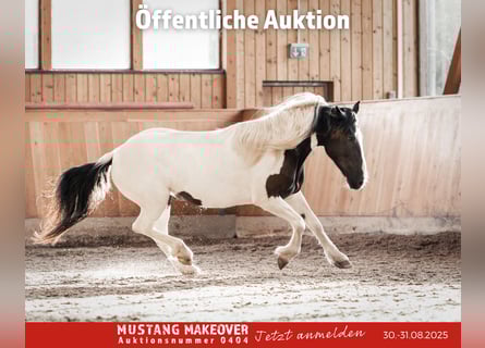 Mustang (american), Mare, 10 years, 13,2 hh, Pinto