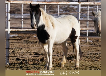 Mustang (american), Mare, 10 years, 14.1 hh, Pinto